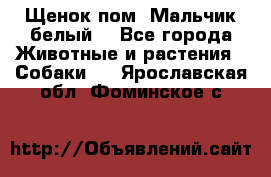 Щенок пом. Мальчик белый  - Все города Животные и растения » Собаки   . Ярославская обл.,Фоминское с.